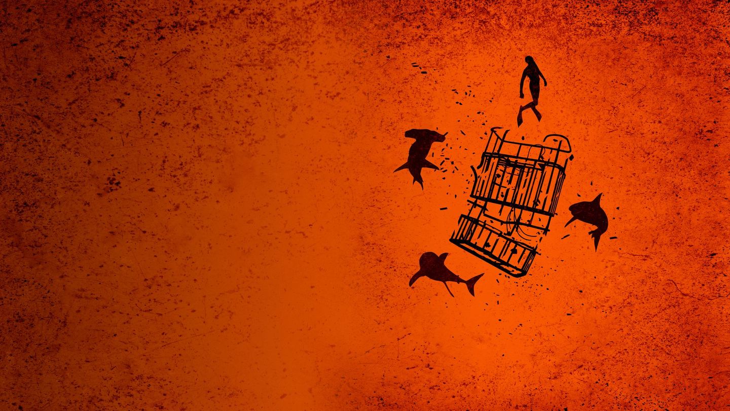 Morsures de requins : les dents de la mort