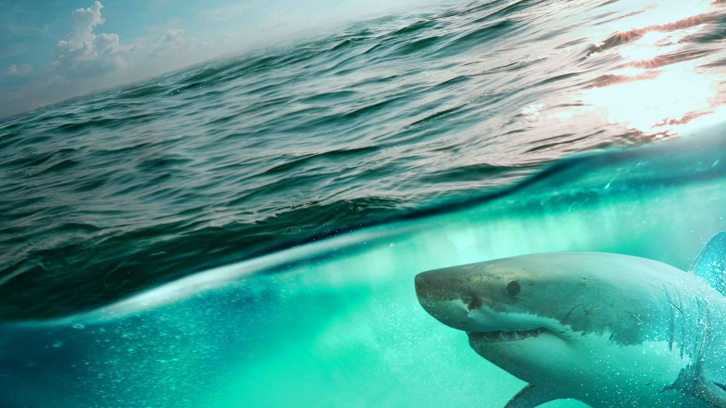L'appétit des grands blancs