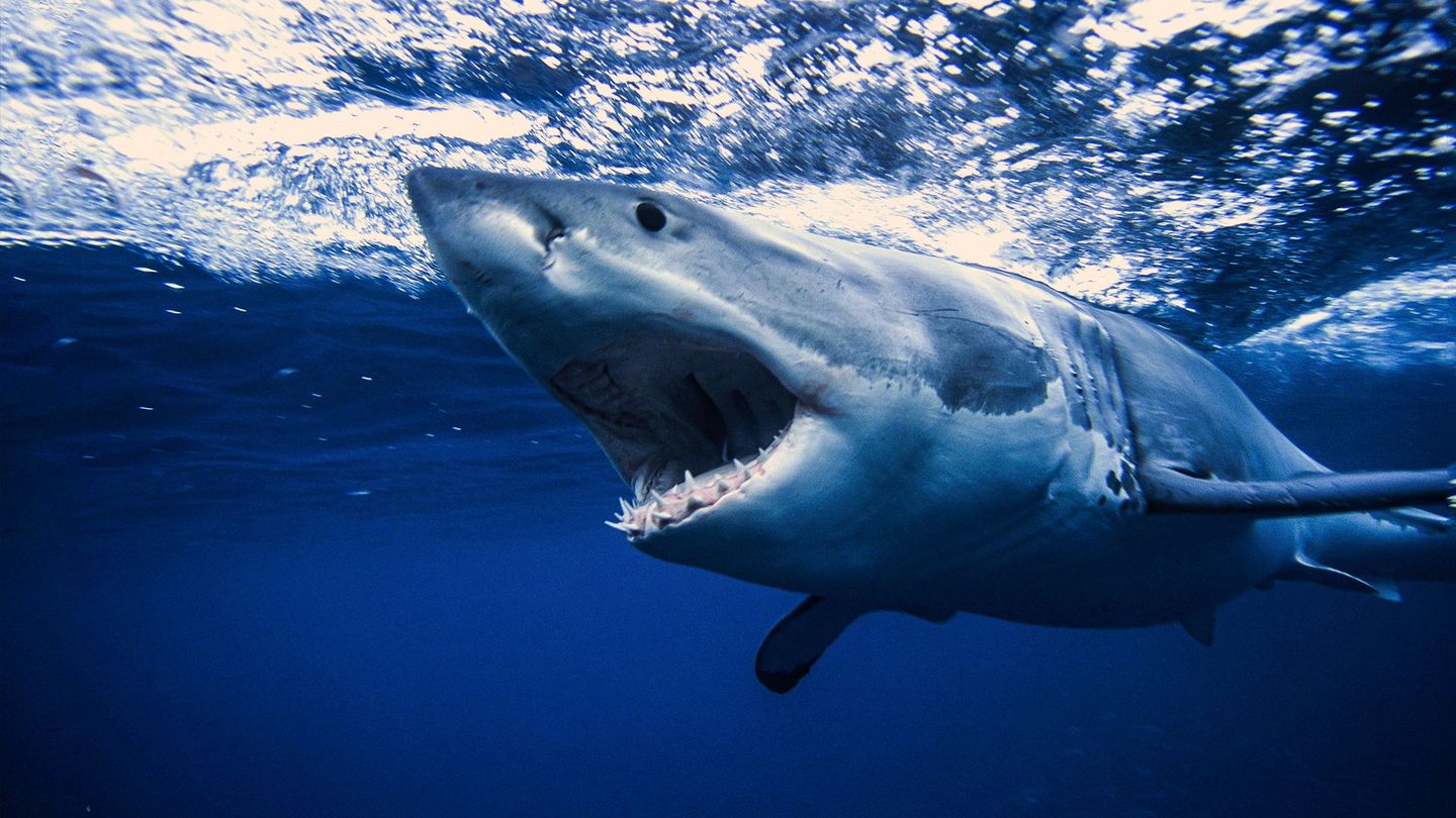 Requins: guide de survie