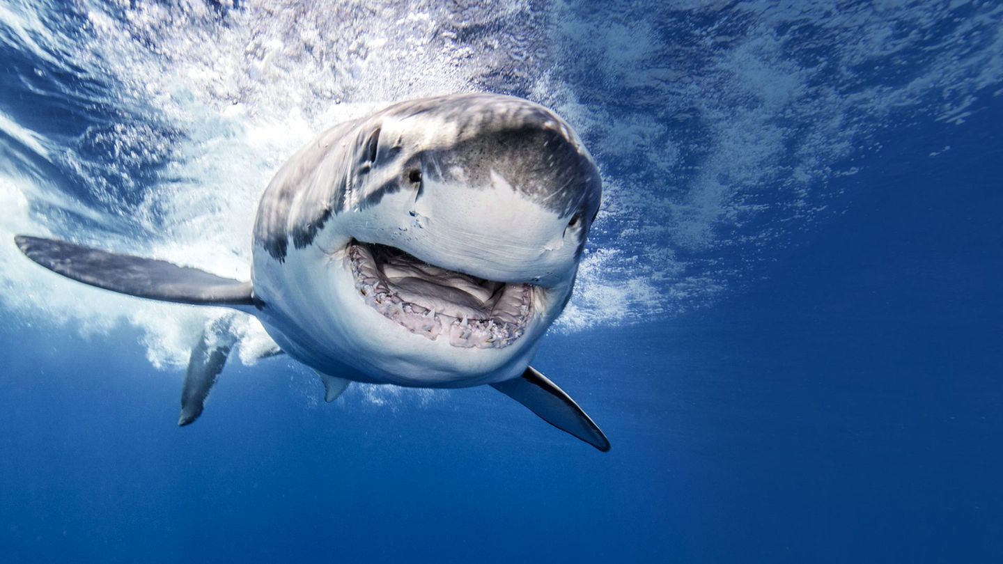 Retour des grands blancs