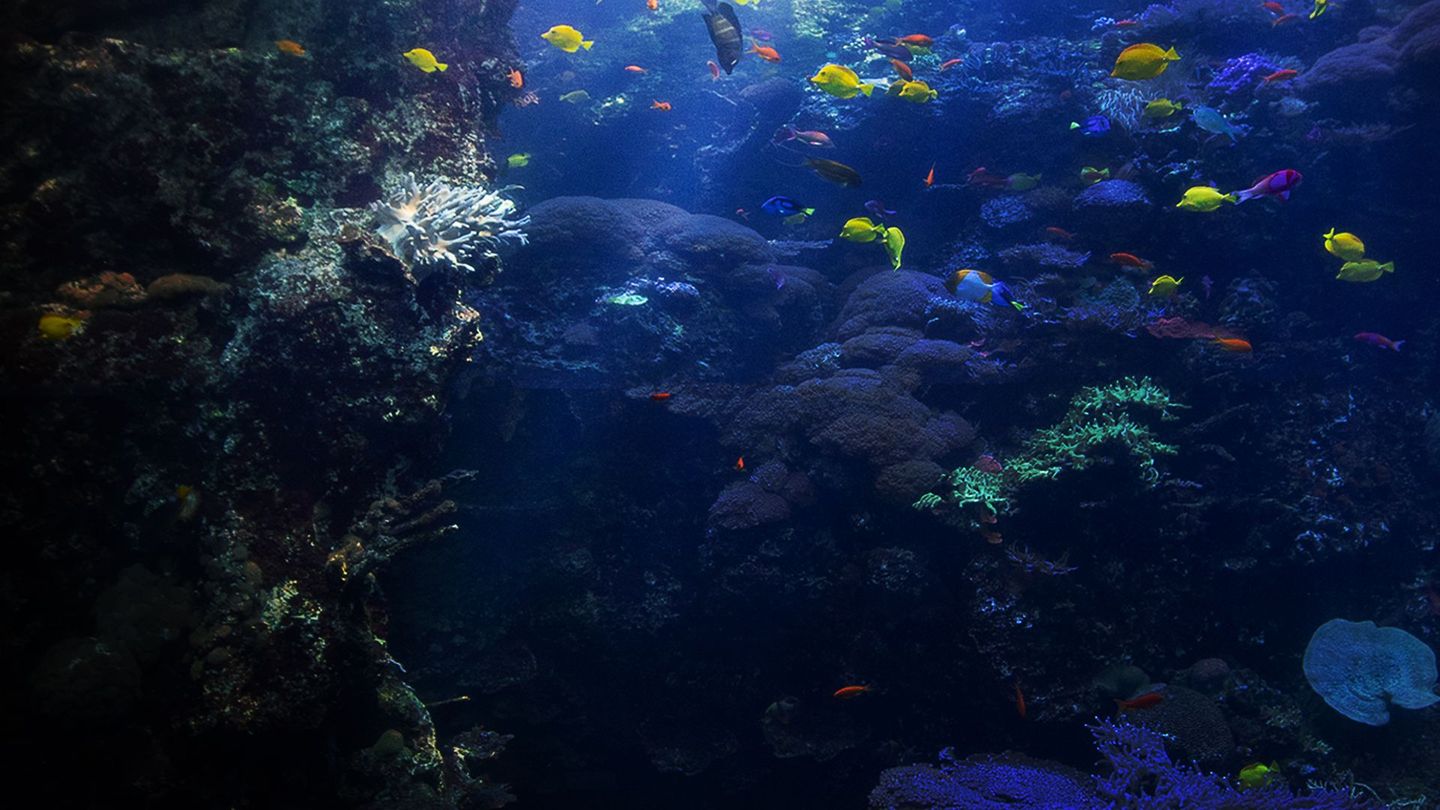 Une saison à l’Aquarium