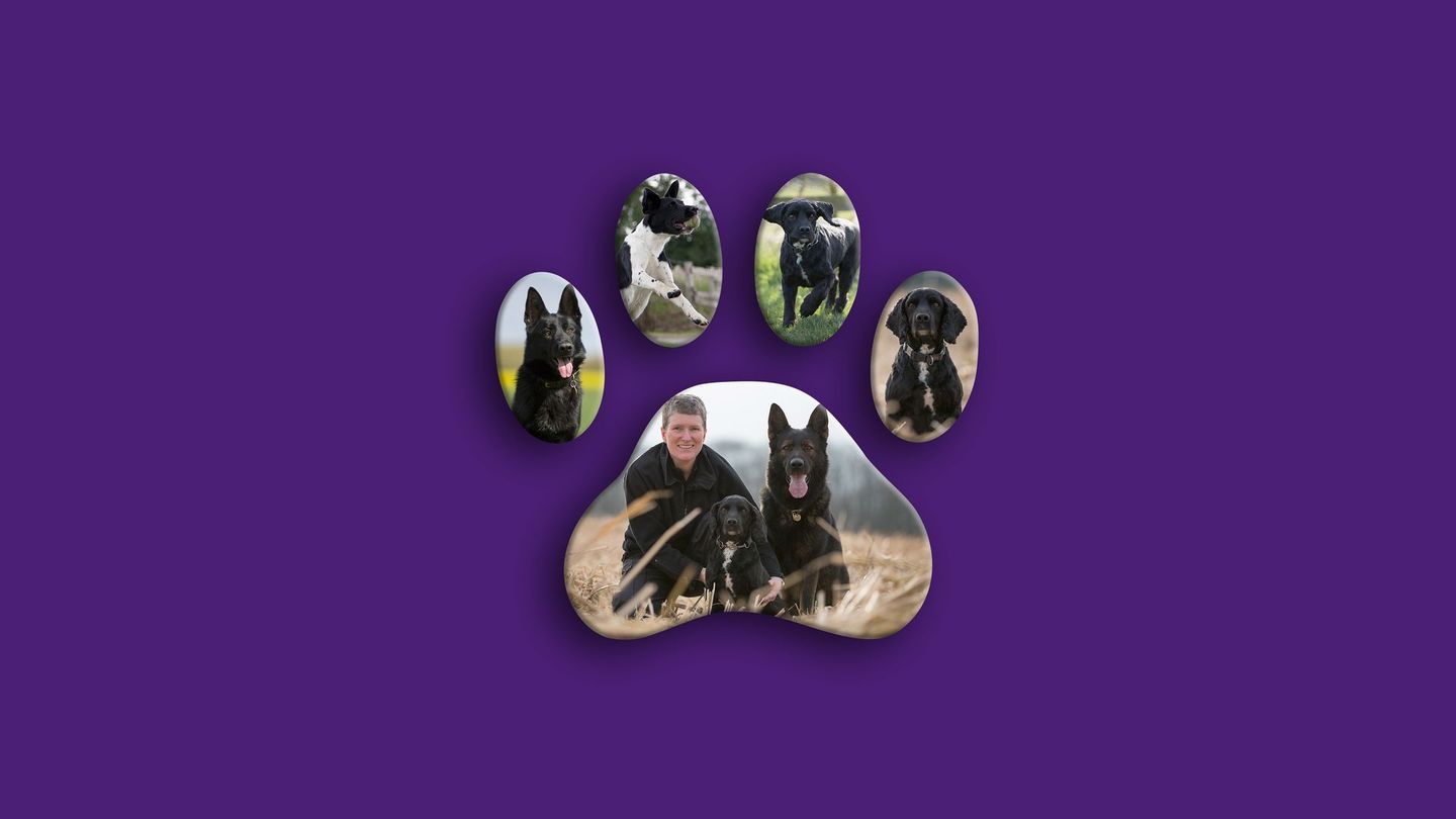 Au cœur des brigades canines