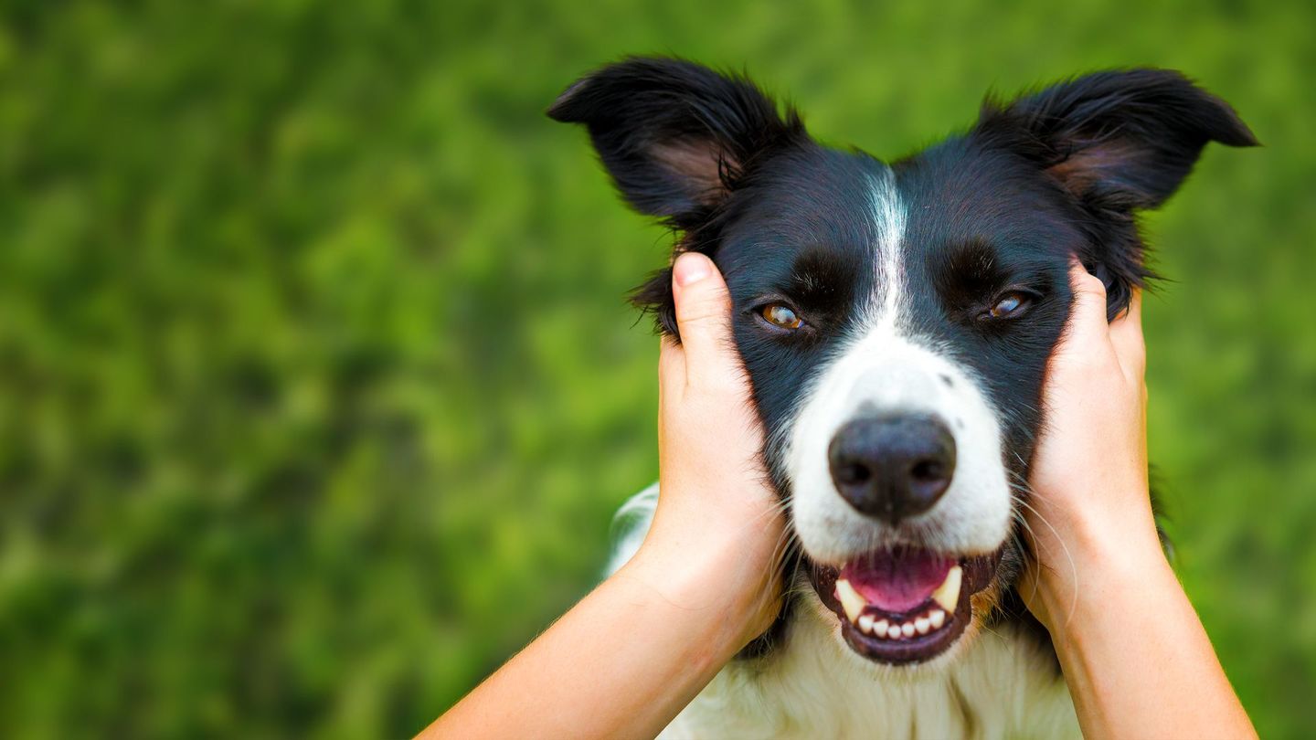 Le chien, le meilleur ami de l'Homme