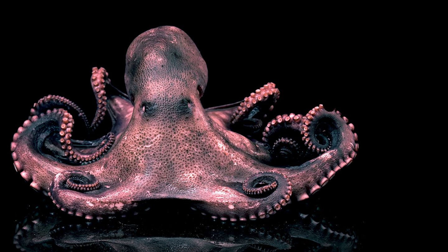 Les superpouvoirs des animaux