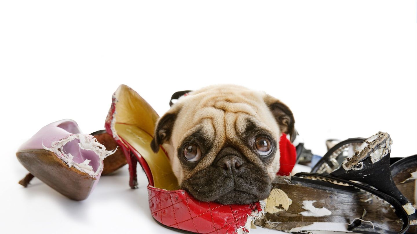 Petits mais féroces !