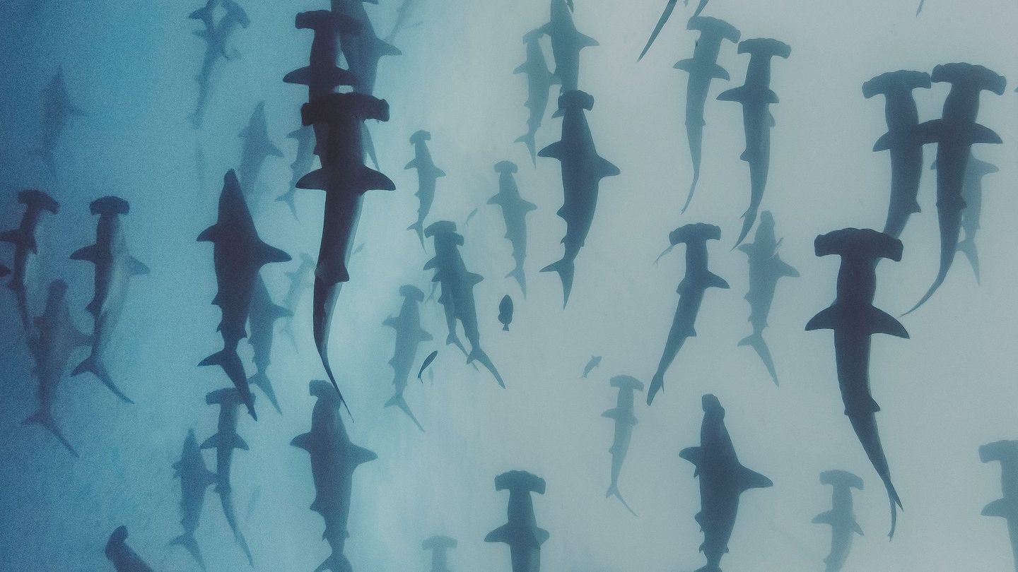 Les mystères de la nature