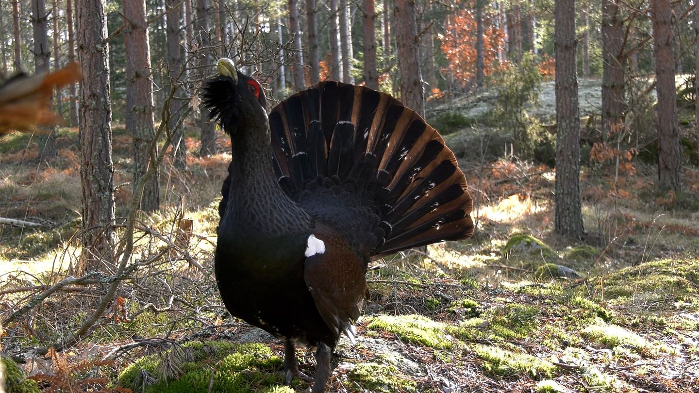Småland, le royaume des animaux sauvages