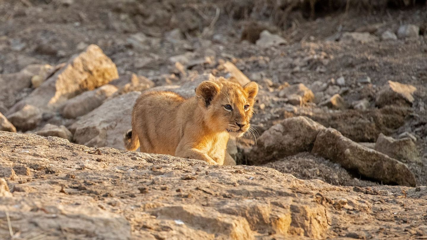 Dynastie de lionnes : Les héritiers face au destin