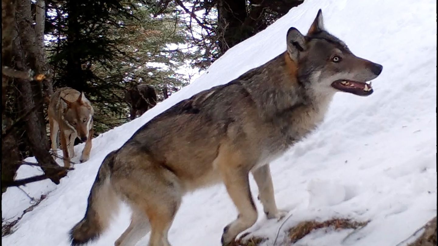 Vivre avec les loups