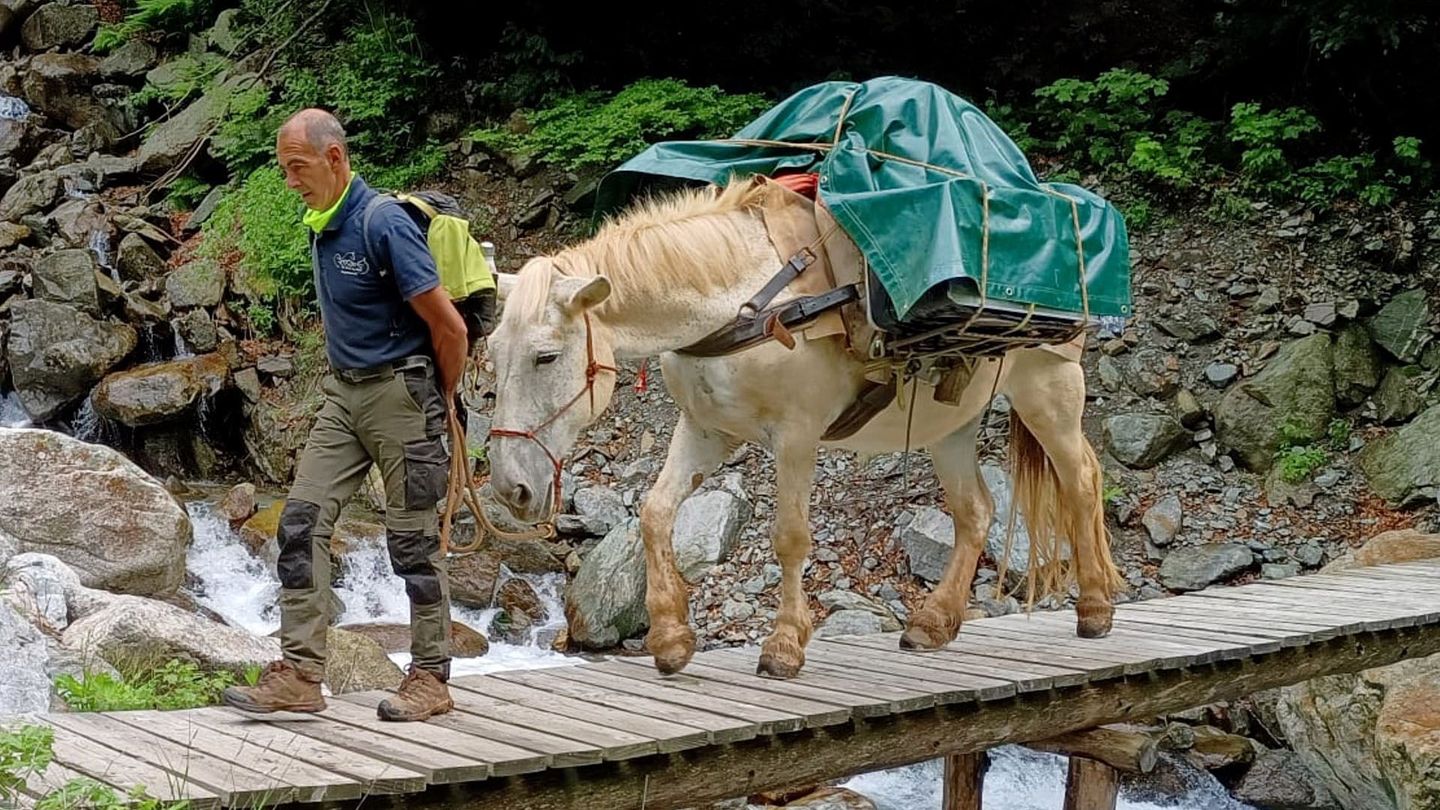 Le mulet en montagne, une alternative