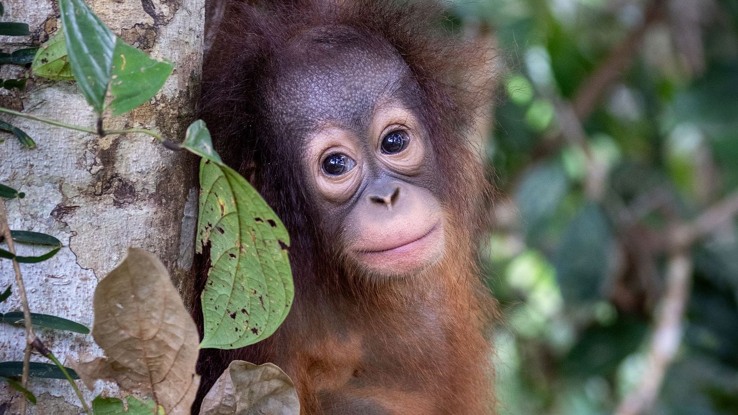 Orangs-outans, nos cousins rouges de la forêt