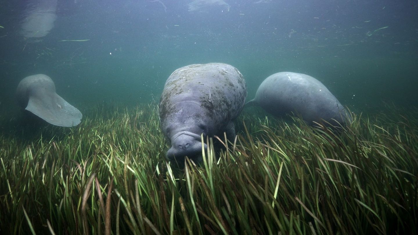 Des prairies sous-marines pour les lamantins