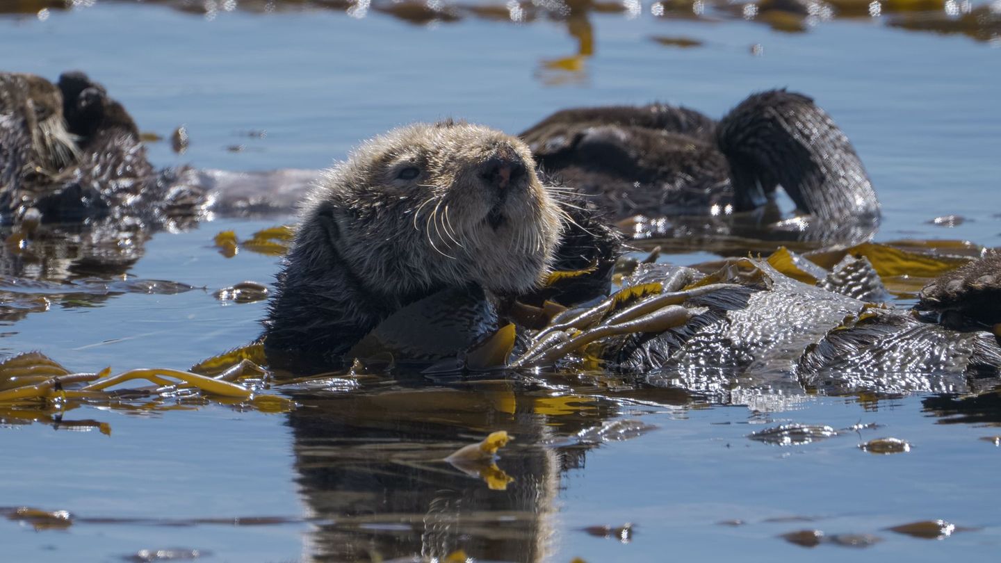 Opération loutres de mer : Cap sur la Californie