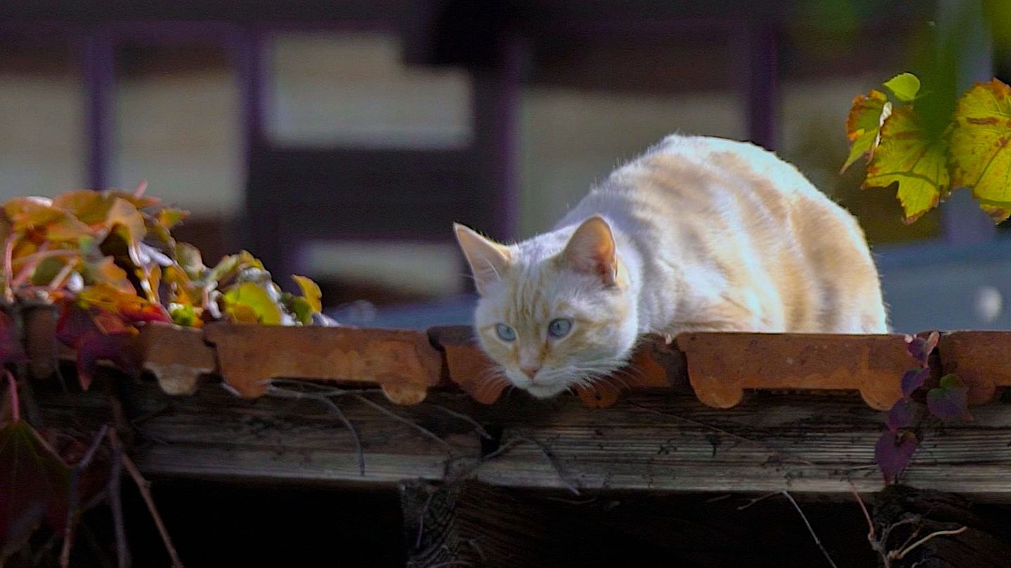 Mes voisins sauvages