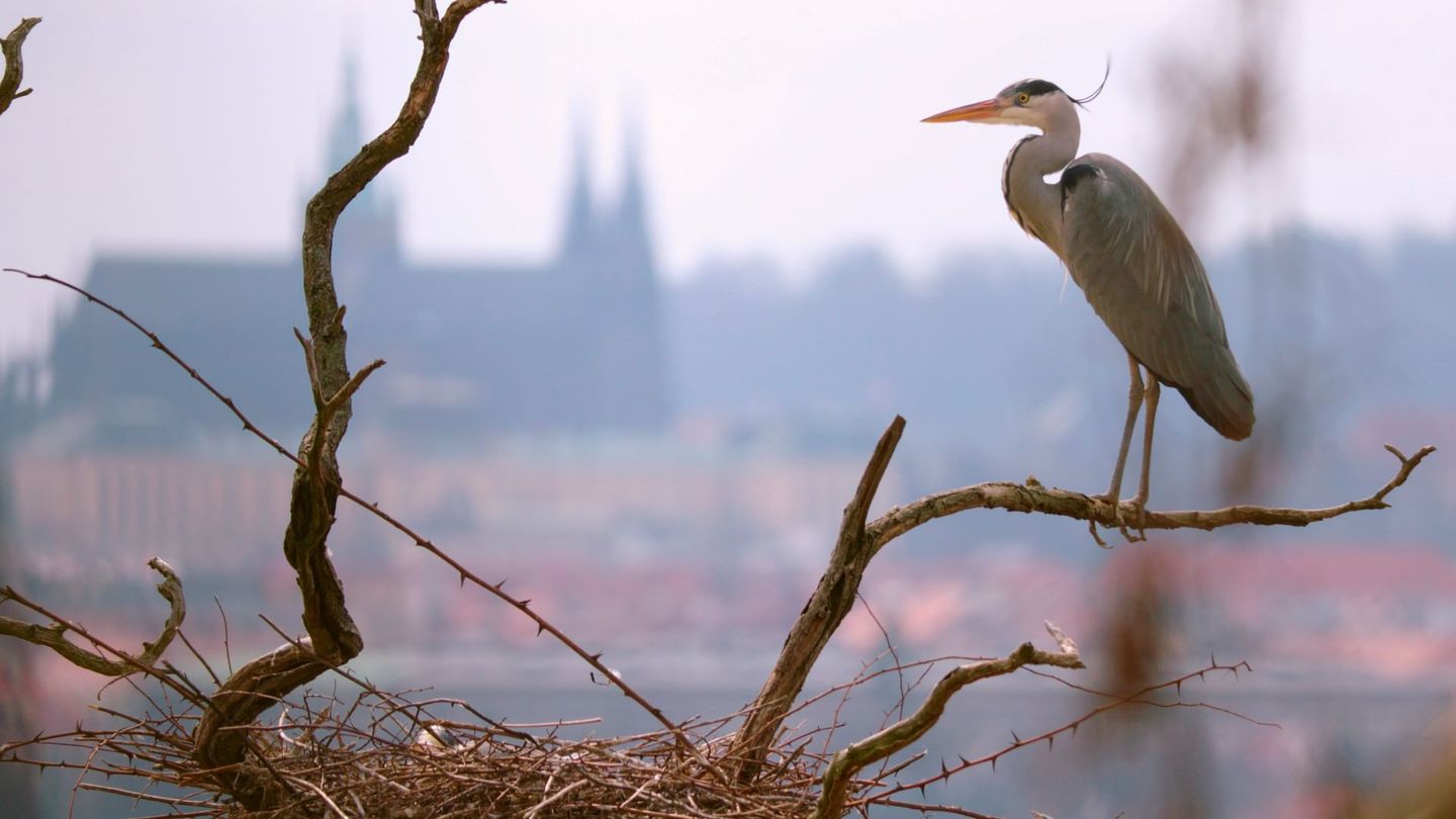 Prague sauvage