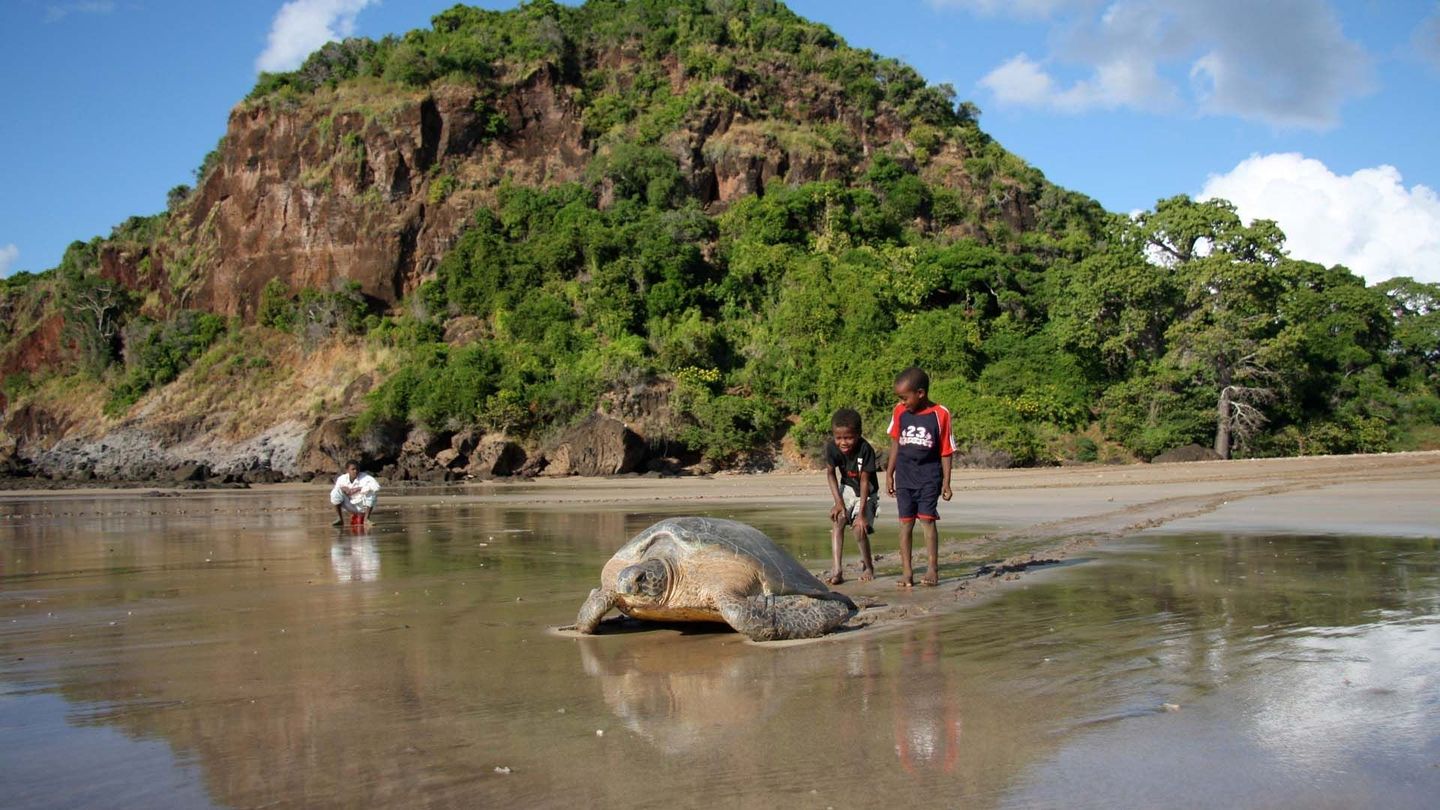 Des baleines, des tortues et des hommes