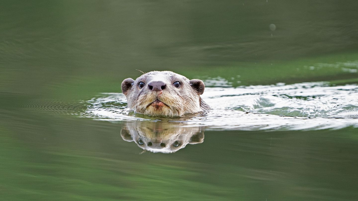 Loutres d'Asie - une vie sur le fleuve