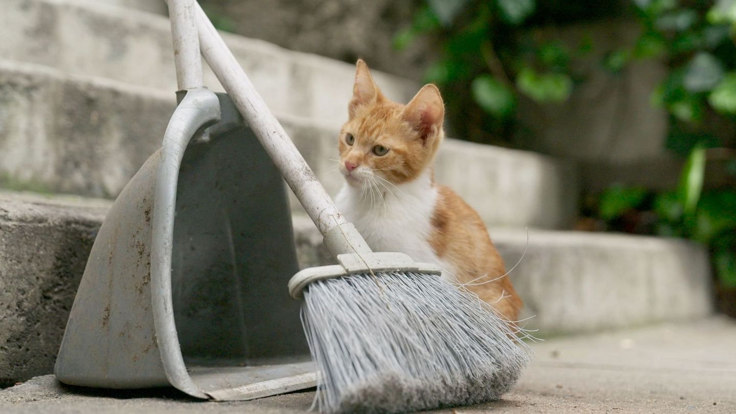 Istanbul, la ville des chats