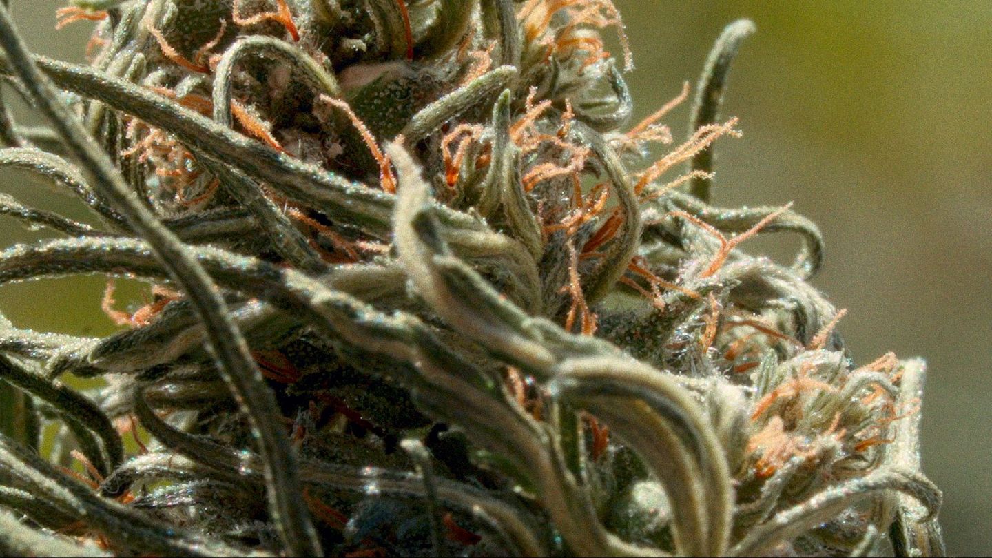 Maroc, le tournant du cannabis médical