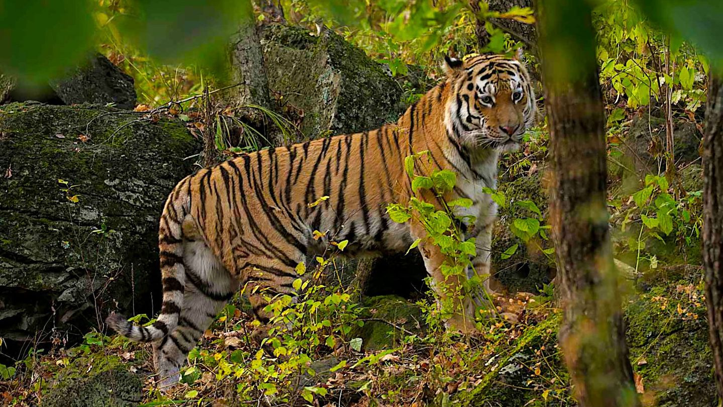 Le grand retour du tigre de Sibérie