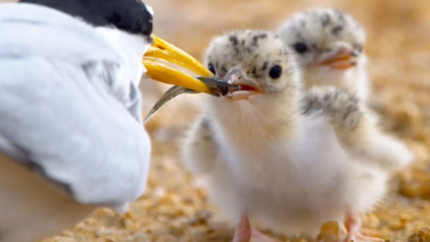 Les sternes naines : Un oiseau sous les eaux