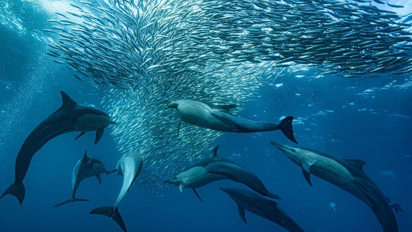 La grande migration des poissons d'argent