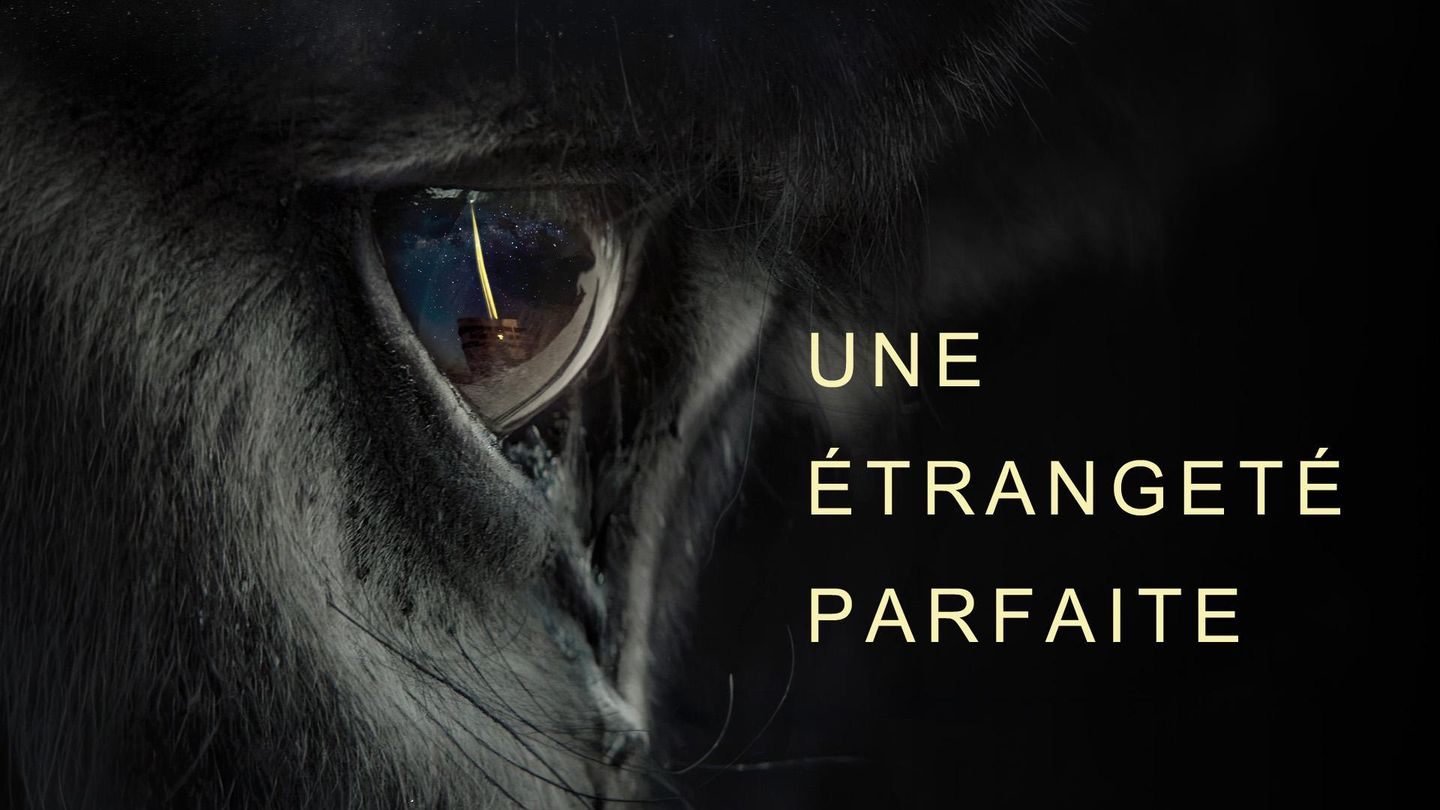 Une parfaite étrangeté