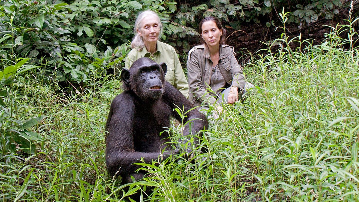 Jane Goodall au secours des chimpanzés du Congo
