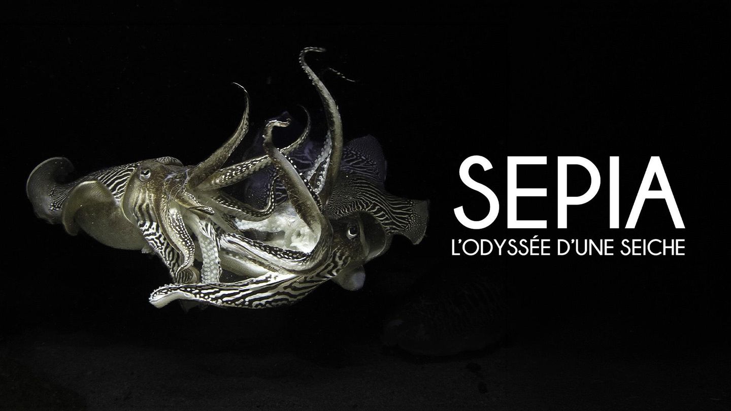 Sépia, l'odyssée d'une seiche