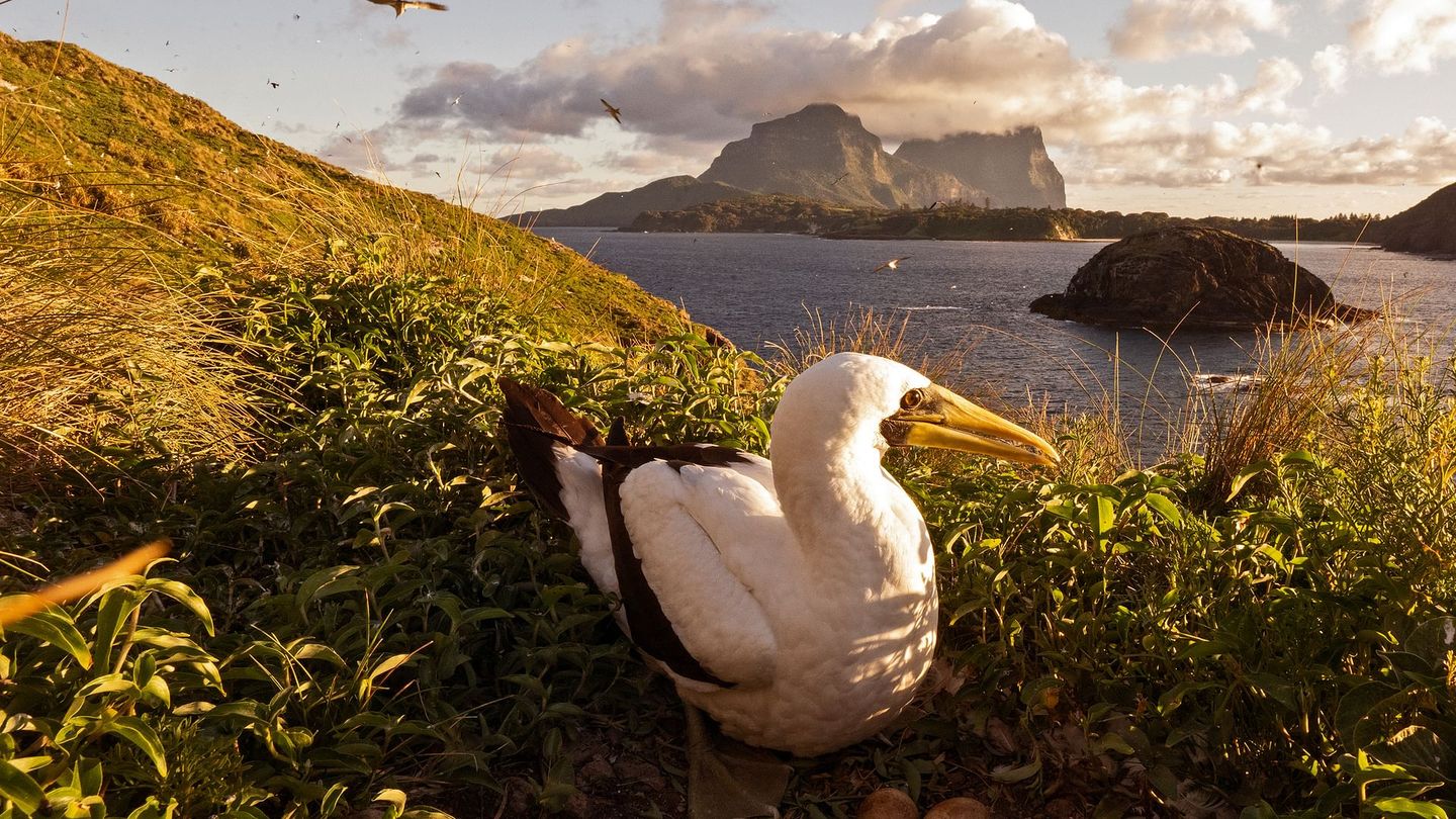 Lord Howe, la renaissance de l'île-sanctuaire
