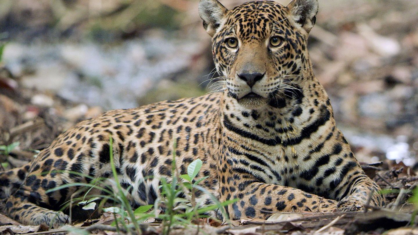 Sur la piste du jaguar au Guyana