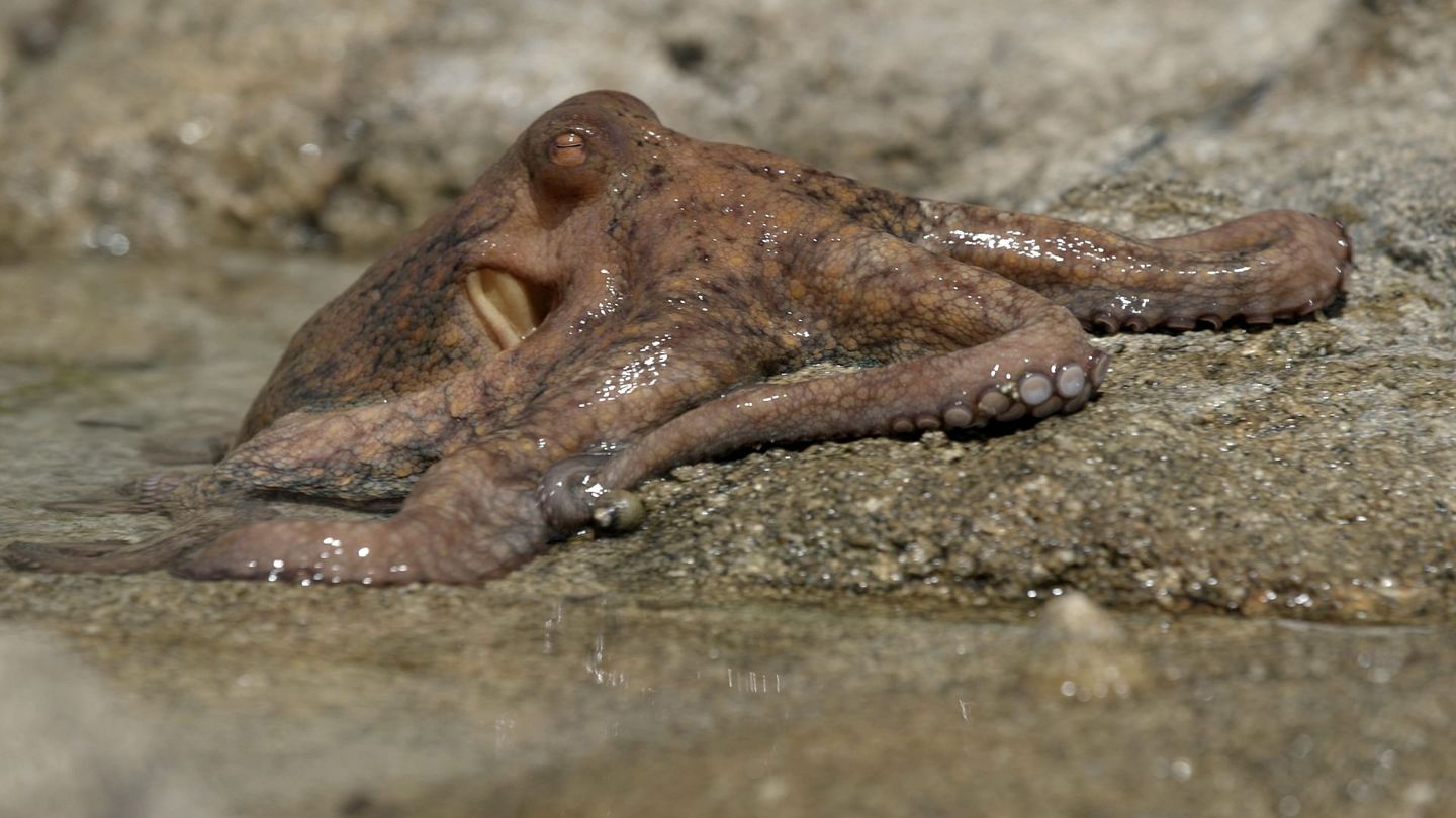 Le grand cirque des marées