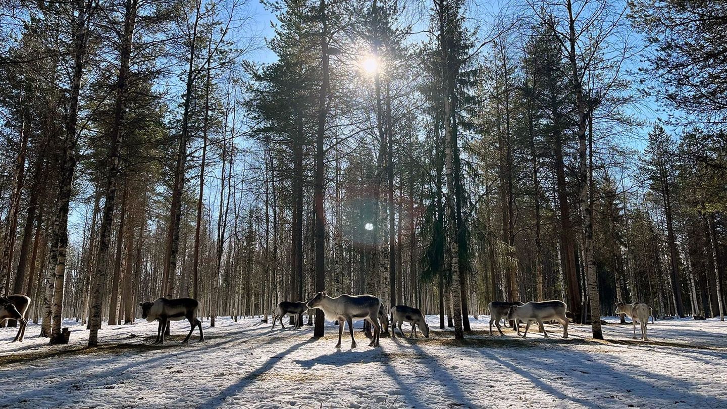 Finlande : l'hiver dans le Grand Nord