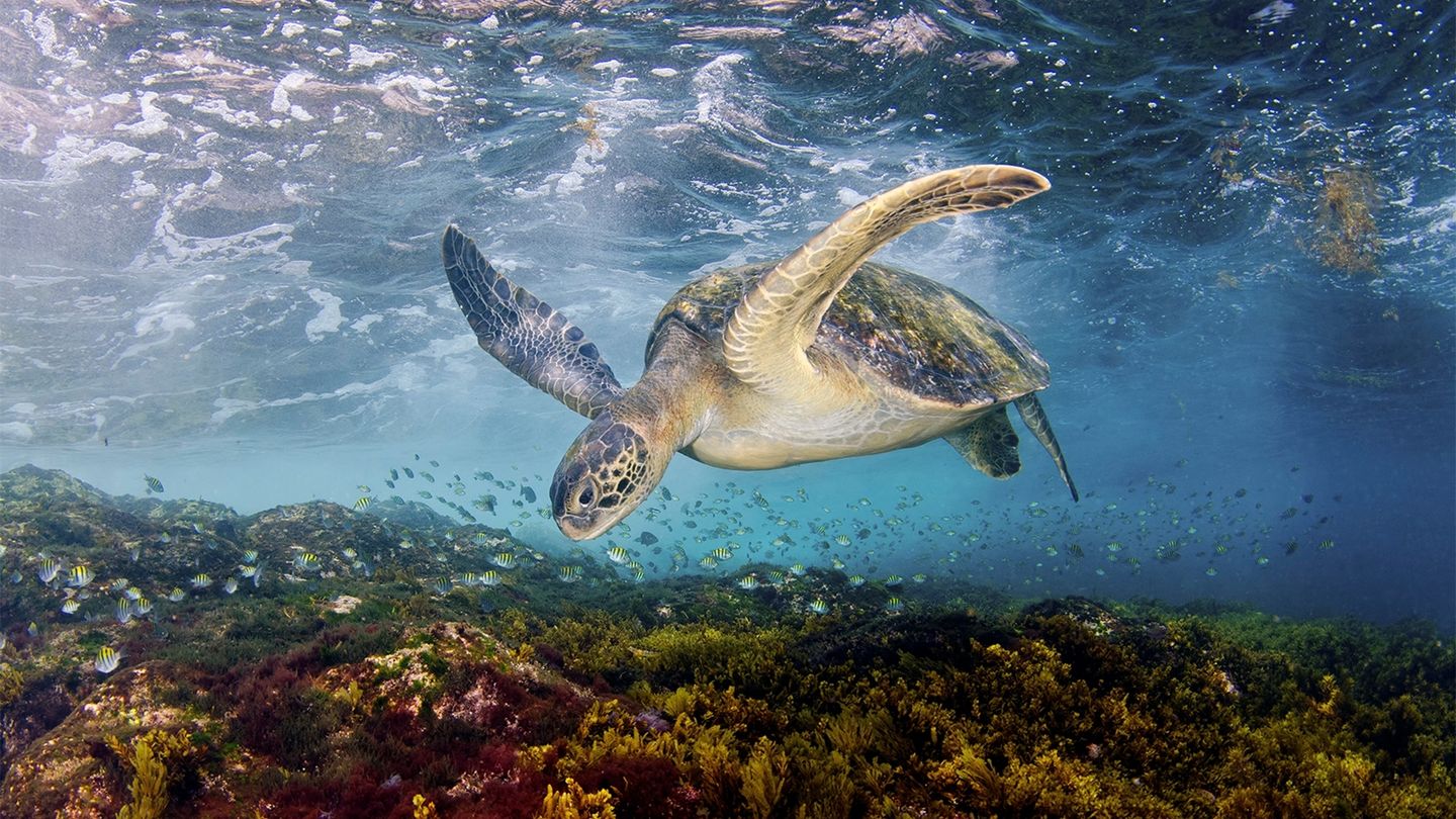 Morze Śródziemne: przyroda w potrzasku