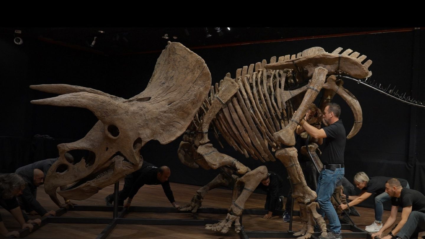 Ile kosztuje triceratops?
