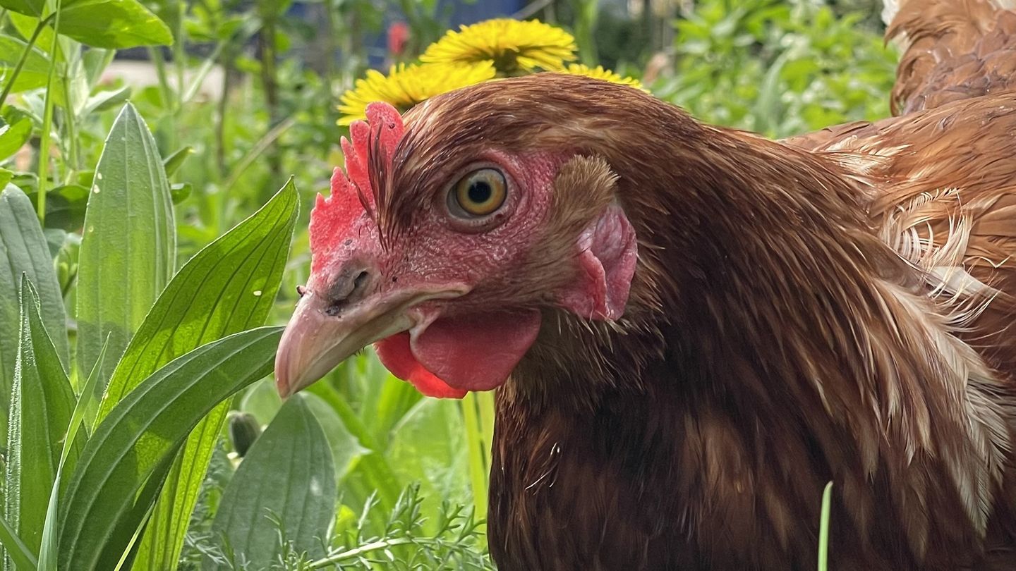 Organiczna rewolucja