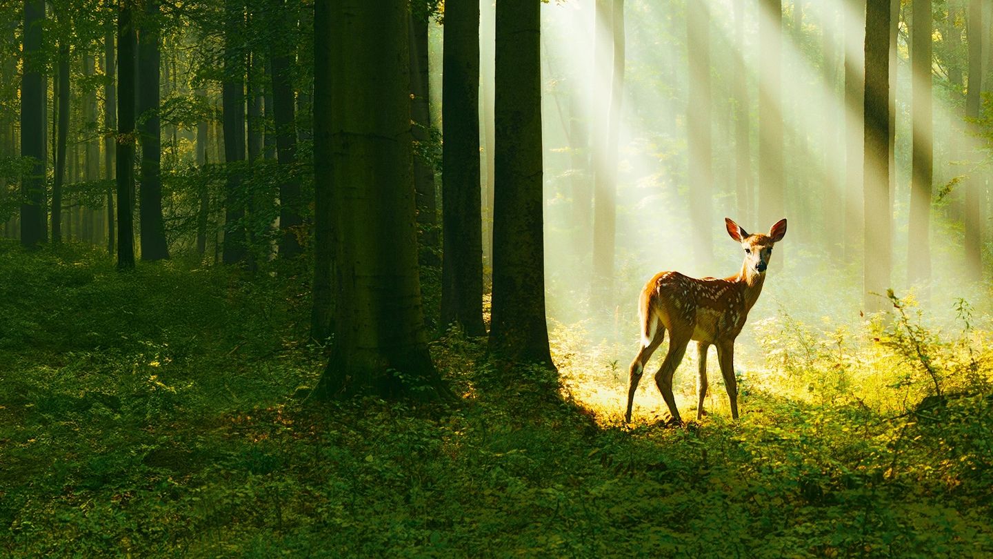 Bambi: Opowieść leśna