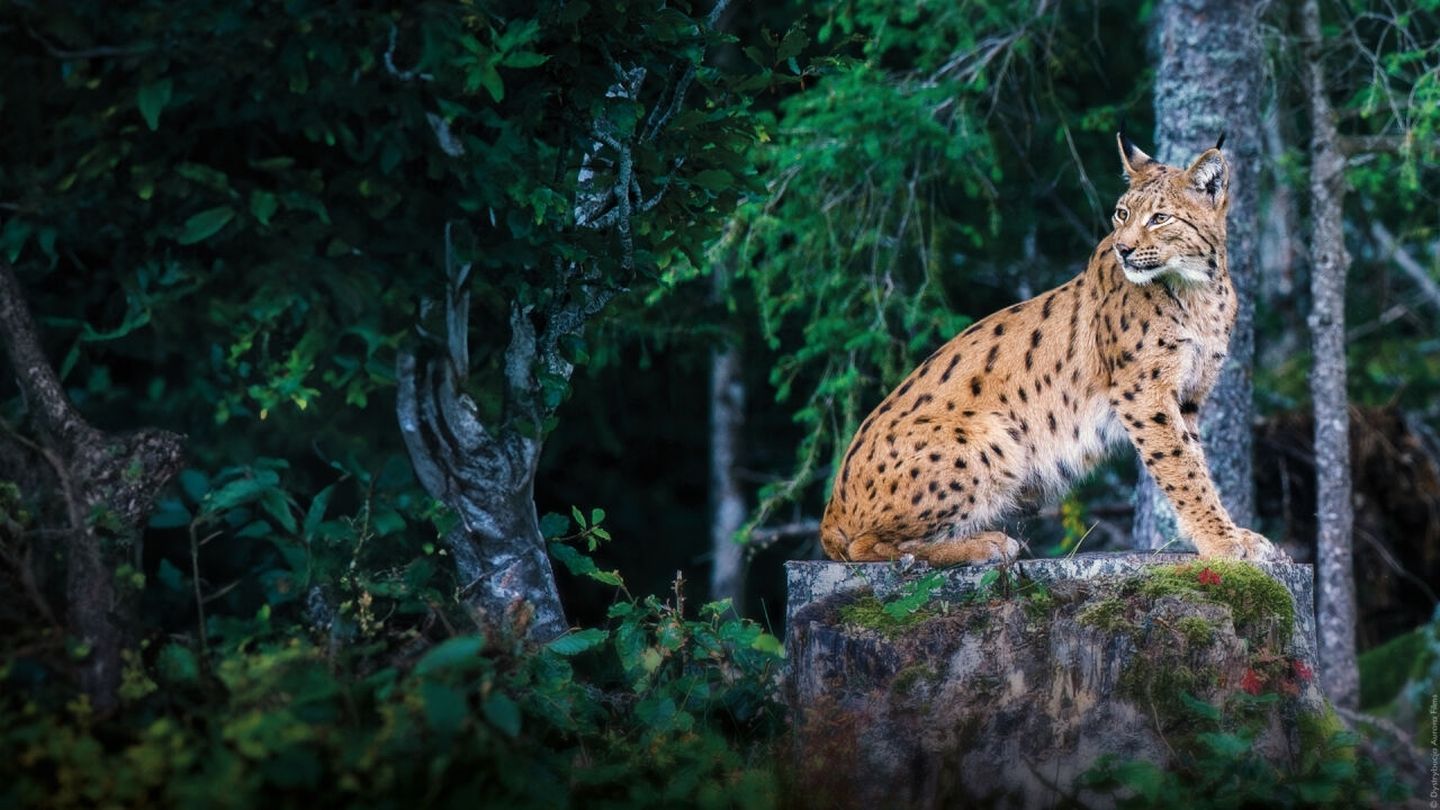 Lynx