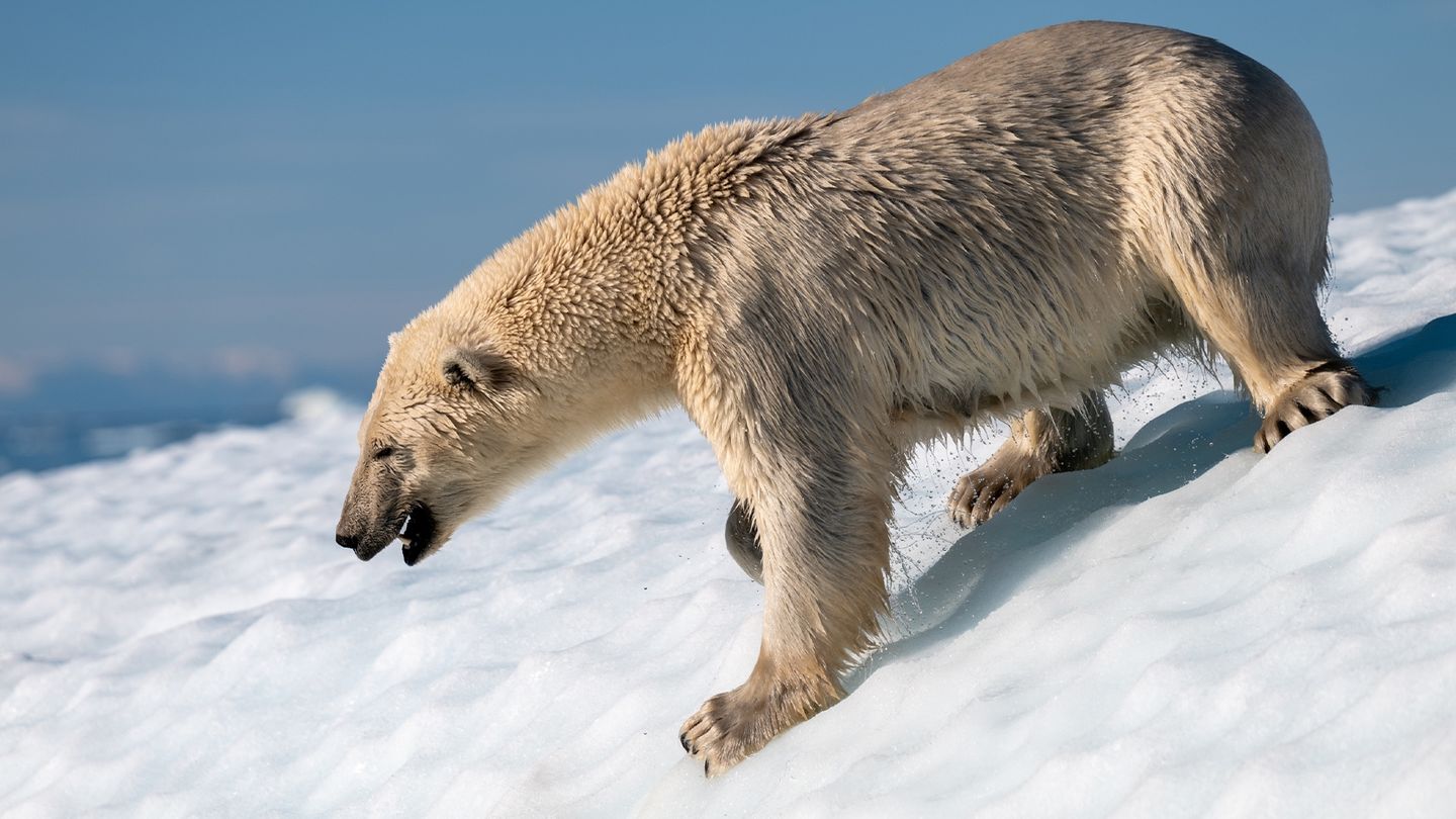 Daleka Północ odkryta na nowo