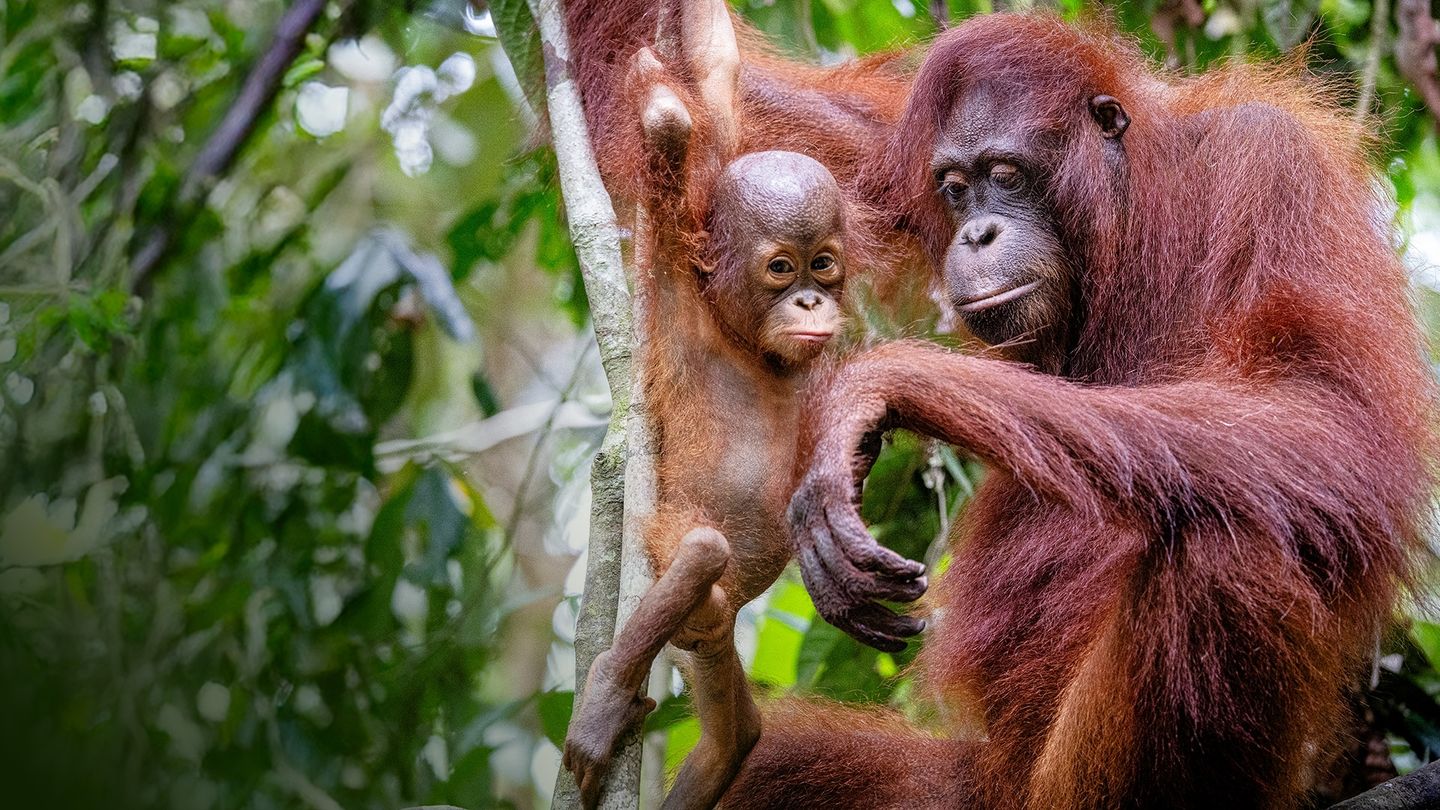 W sercu dżungli. Orangutany z bliska