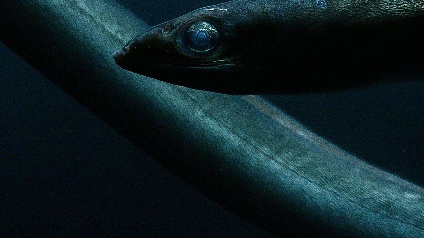 Sekretny taniec węgorzy