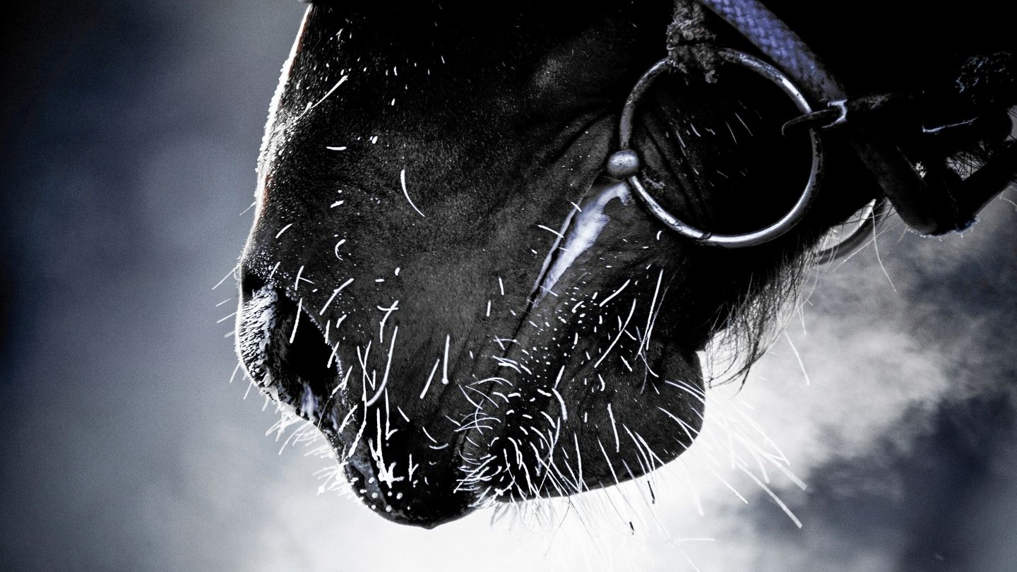 Ride FEI Originals