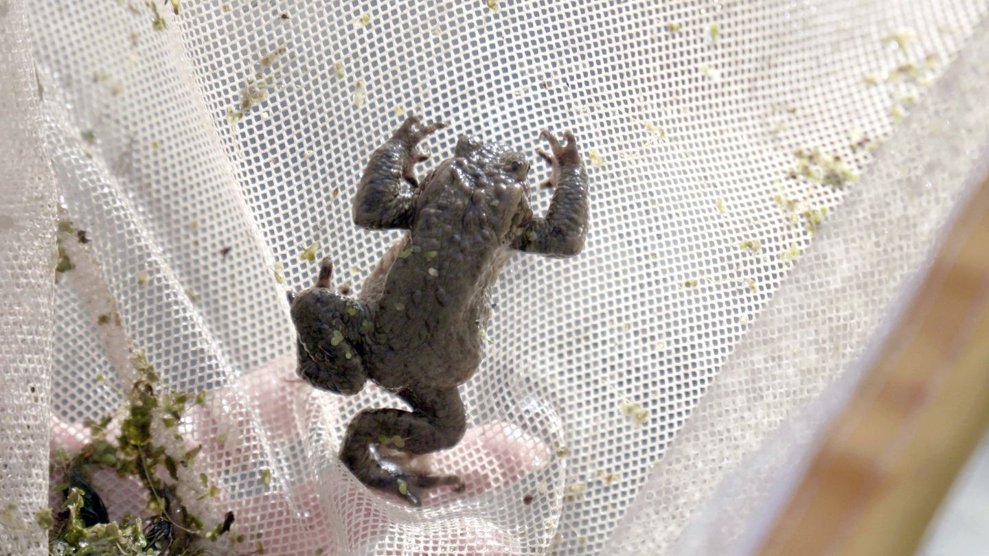 Estonie, au secours des grenouilles