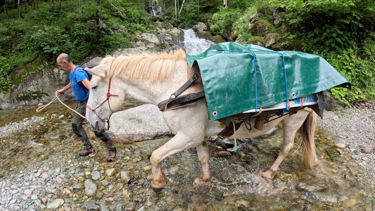 Le mulet en montagne, une alternative