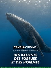 Des baleines, des tortues et des hommes