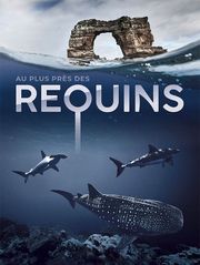 Au plus près des requins