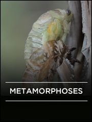 Métamorphoses