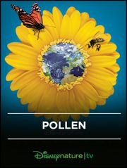 Pollen