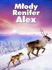 Młody Renifer Alex
