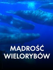 Mądrość wielorybów